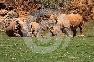 African rhinoceroses (Diceros bicornis minor) on the Masai Mara
