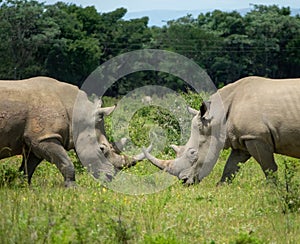 African Rhinoceroses in a grassy field and engaging in tactile communication with their snouts
