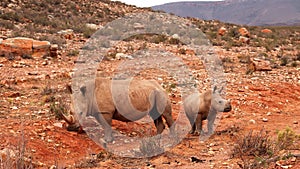 African Rhinos