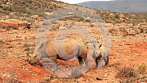 African Rhinos