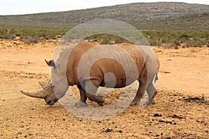 African Rhinos