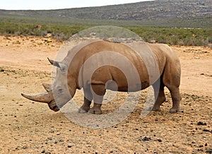 African Rhinos