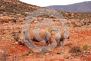 African Rhinos