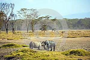 African rhinos goes to drink