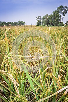 African Rice Oryza glaberrima  plants growing in an agricultural field with people harvesting the crop, Uganda photo