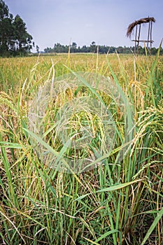 African Rice Oryza glaberrima  plants growing in an agricultural field with people harvesting the crop, Uganda