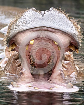 African river hippopotamus with its mouth wide open