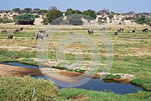 African river landscape with group elephants