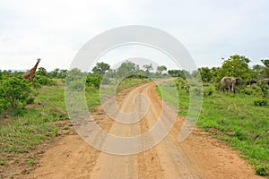 African road