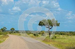 African road in savanna, South Africa