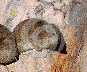 African Rock Hyrax