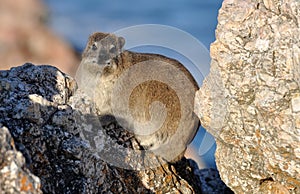 African Rock Hyrax