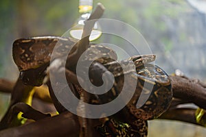 African rock python