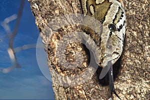 African Rock Python, Chobe National Park, Botswana