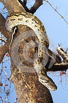 African Rock Python, Chobe National Park, Botswana