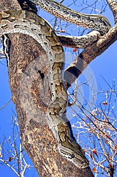 African Rock Python, Chobe National Park, Botswana