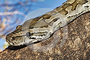 African Rock Python, Python natalensis, Chobe National Park