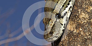 African Rock Python, Chobe National Park, Botswana