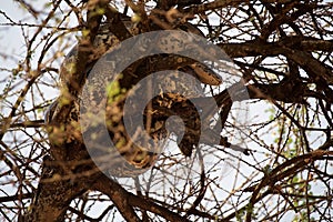 African rock python (Python sebae)