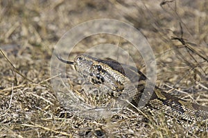 African Rock Python (Python sebae)