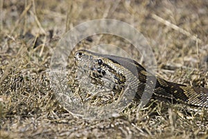 African Rock Python (Python sebae)