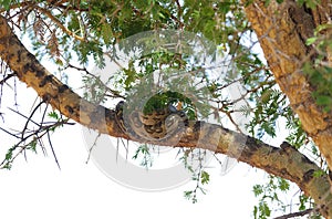 African rock Python in a tree