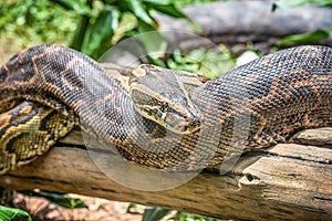 African Rock Python in Uganda