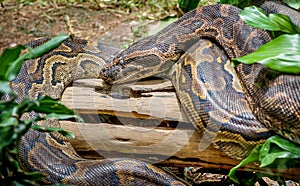 African Rock Python in Uganda