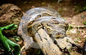 African Rock Python in Uganda