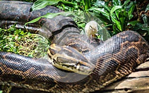 African Rock Python in Uganda