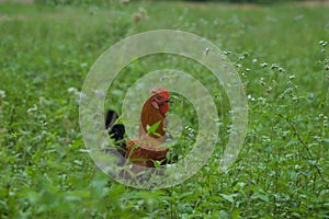 African rooster among green foliage