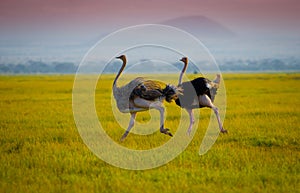 African running ostrichs