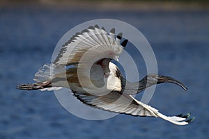 African Sacred Ibis