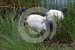 African sacred ibis