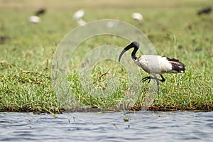 African sacred Ibis