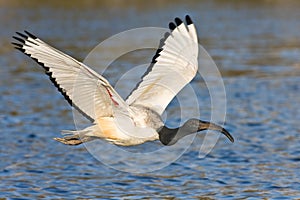 African Sacred Ibis