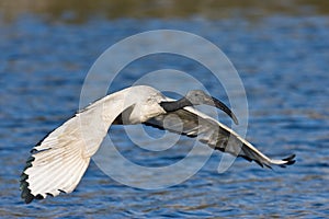 African Sacred Ibis