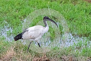 African Sacred Ibis, African bird