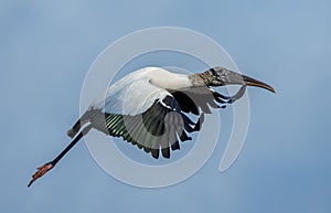 African sacred ibis bird with long wings in flight, soaring through the sky