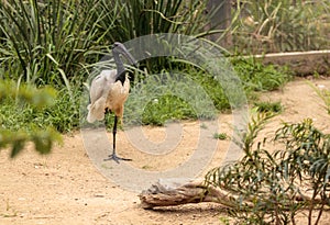 African sacred ibis called Threskiornis aethiopicus