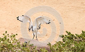 African sacred ibis called Threskiornis aethiopicus