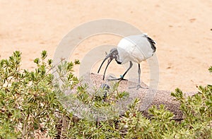 African sacred ibis called Threskiornis aethiopicus