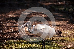 African sacred ibis called Threskiornis aethiopicus aethiopicus