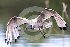 African Sacred Ibis in flight coming to land at a wetland