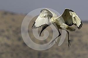 An african sacred ibis in flight