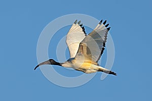 African sacred Ibis in flight