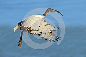 African sacred Ibis in flight