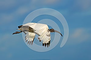 African sacred Ibis in flight