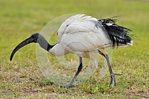 African sacred ibis on grass
