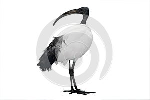 African sacred ibis isolated on white photo